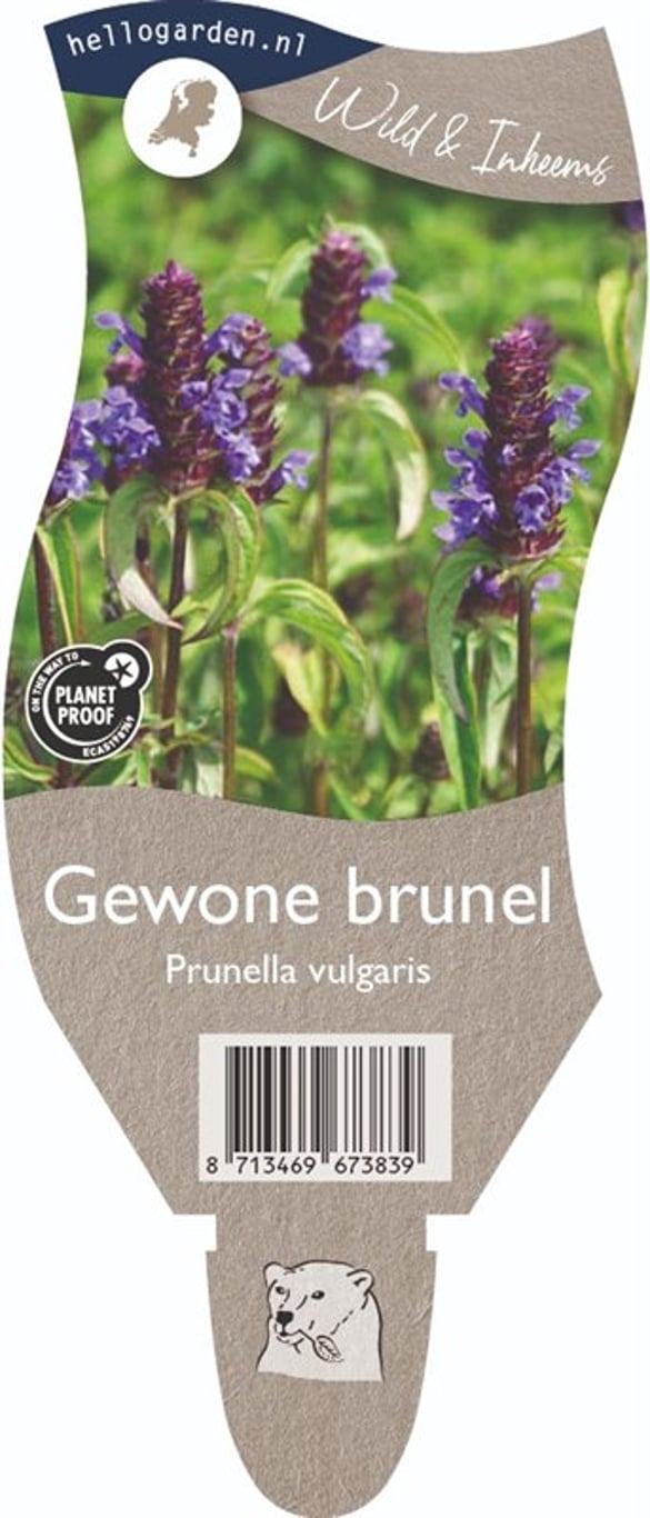 Prunella vulgaris - P11